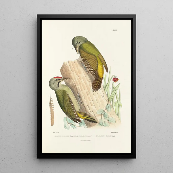 Reproduction of the painting Monographie des picides pl20 - Alfred Malherbe
