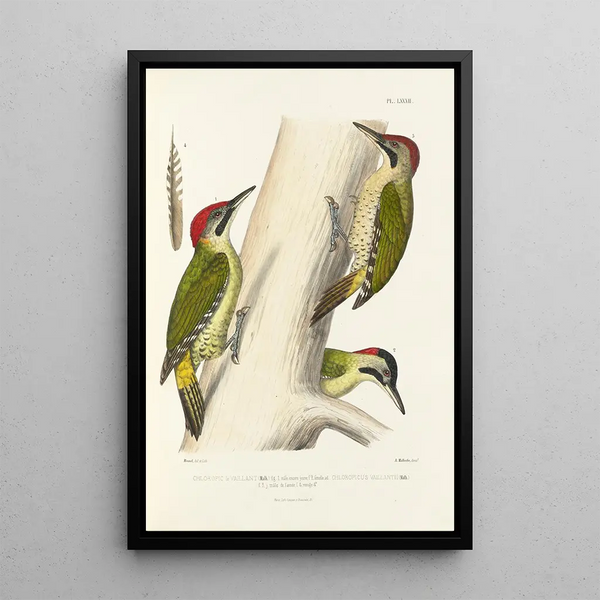 Monographie des picides pl21 - Alfred Malherbe — framed artwork on a wall