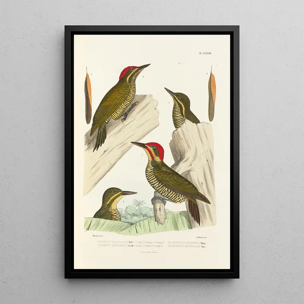 Reproduction of the painting Monographie des picides pl22 - Alfred Malherbe