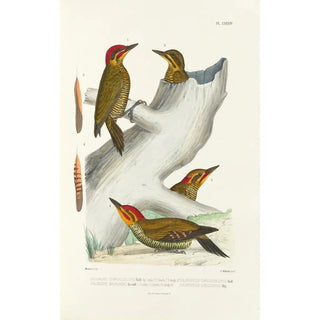 Monographie des picides pl23 - Alfred Malherbe — artwork view
