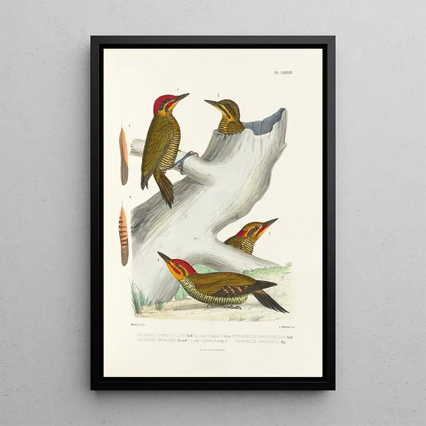 Monographie des picides pl23 - Alfred Malherbe — framed artwork on a wall