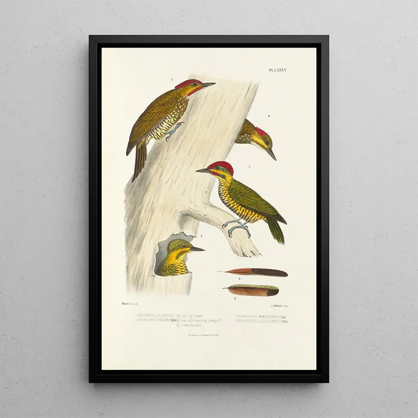 Monographie des picides pl24 - Alfred Malherbe — framed artwork on a wall