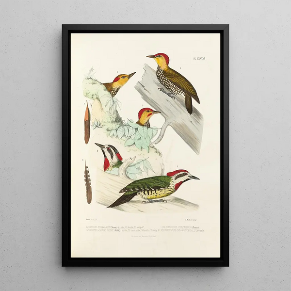 Reproduction of the painting Monographie des picides pl25 - Alfred Malherbe