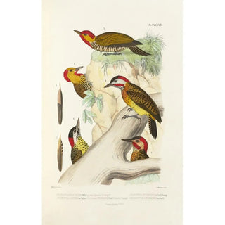 Monographie des picides pl26 - Alfred Malherbe — artwork view