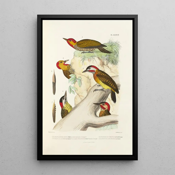 Monographie des picides pl26 - Alfred Malherbe — framed artwork on a wall