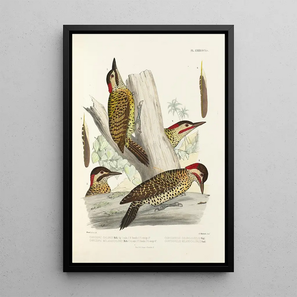 Reproduction of the painting Monographie des picides pl27 - Alfred Malherbe