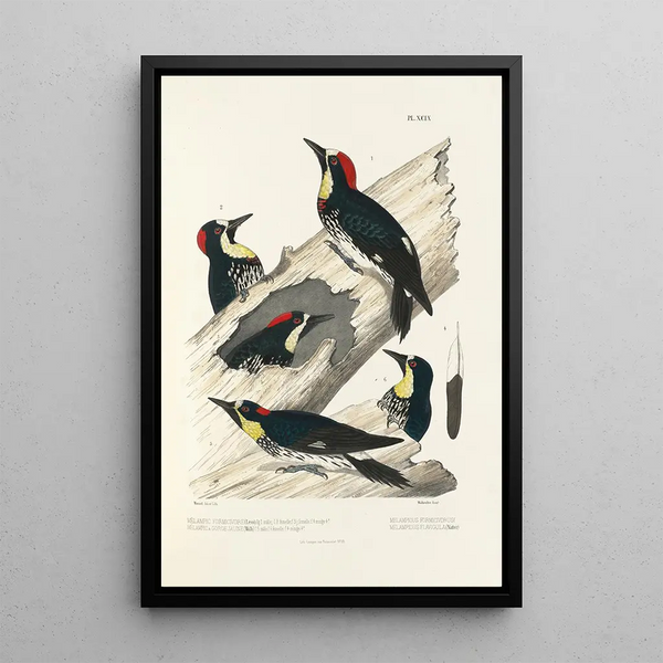 Monographie des picides pl28 - Alfred Malherbe — framed artwork on a wall