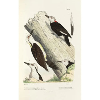 Monographie des picides pl30 - Alfred Malherbe — artwork view