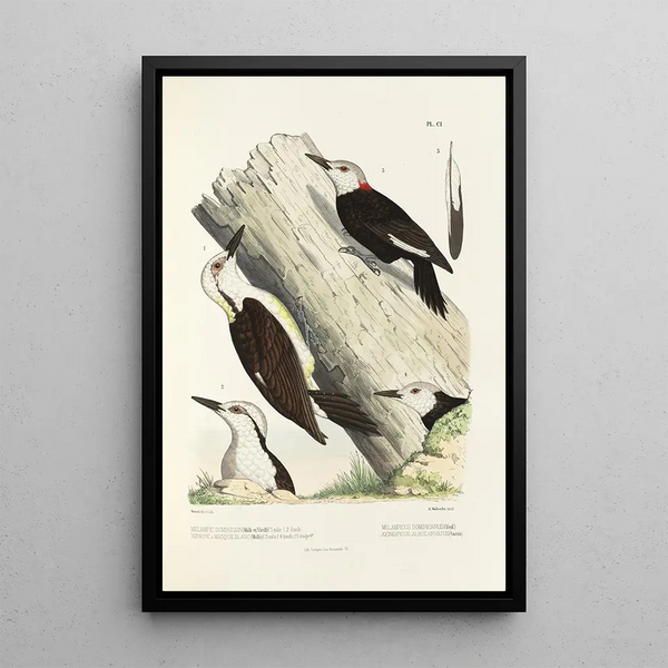Monographie des picides pl30 - Alfred Malherbe — framed artwork on a wall