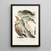 Reproduction of the painting Monographie des picides pl31 - Alfred Malherbe