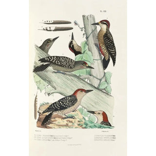 Monographie des picides pl32 - Alfred Malherbe — artwork view