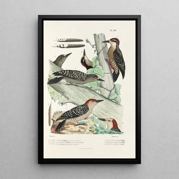 Monographie des picides pl32 - Alfred Malherbe — framed artwork on a wall