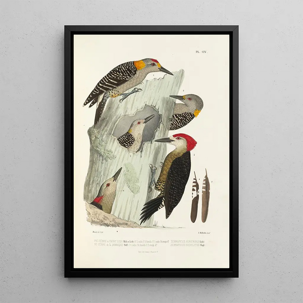 Reproduction of the painting Monographie des picides pl33 - Alfred Malherbe