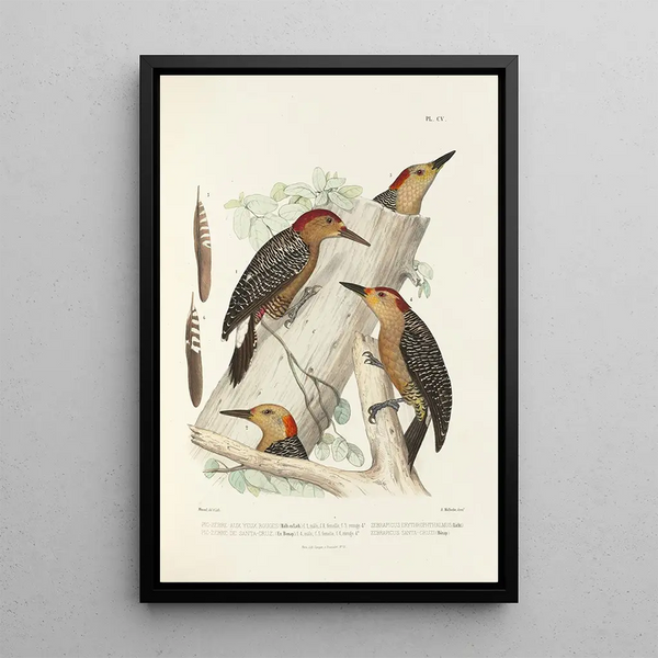 Reproduction of the painting Monographie des picides pl34 - Alfred Malherbe