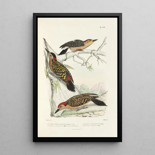 Reproduction of the painting Monographie des picides pl36 - Alfred Malherbe