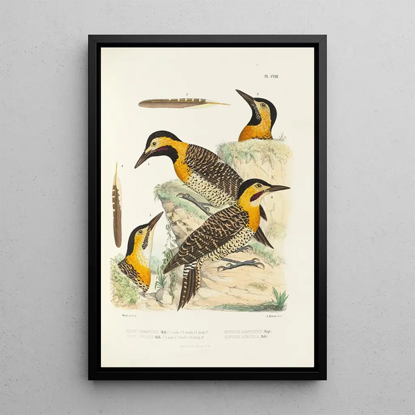 Monographie des picides pl37 - Alfred Malherbe — framed artwork on a wall
