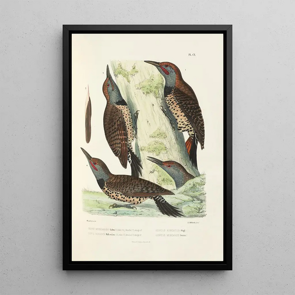 Monographie des picides pl39 - Alfred Malherbe — framed artwork on a wall