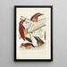 Monographie des picides pl41 - Alfred Malherbe — framed artwork on a wall