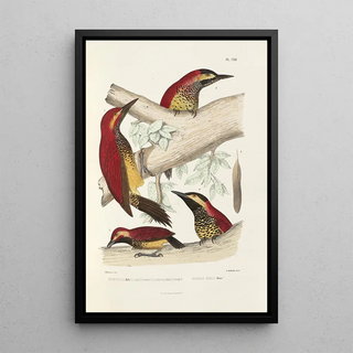 Monographie des picides pl41 - Alfred Malherbe — framed artwork on a wall