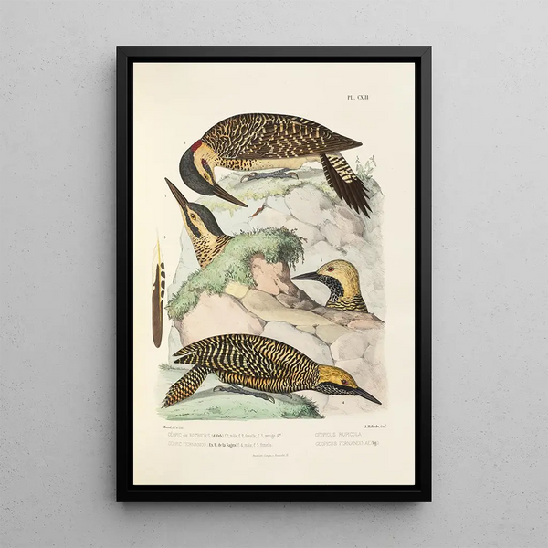Reproduction of the painting Monographie des picides pl42 - Alfred Malherbe