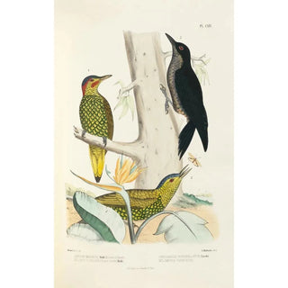 Monographie des picides pl43 - Alfred Malherbe — artwork view
