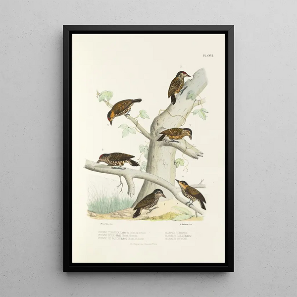 Reproduction of the painting Monographie des picides pl45 - Alfred Malherbe