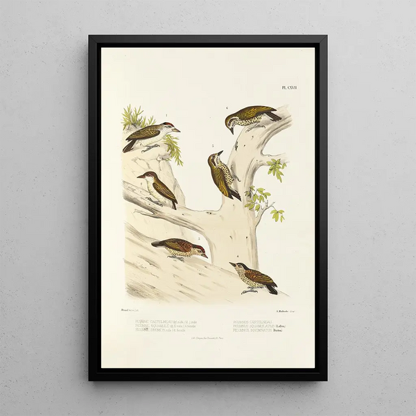 Monographie des picides pl46 - Alfred Malherbe — framed artwork on a wall