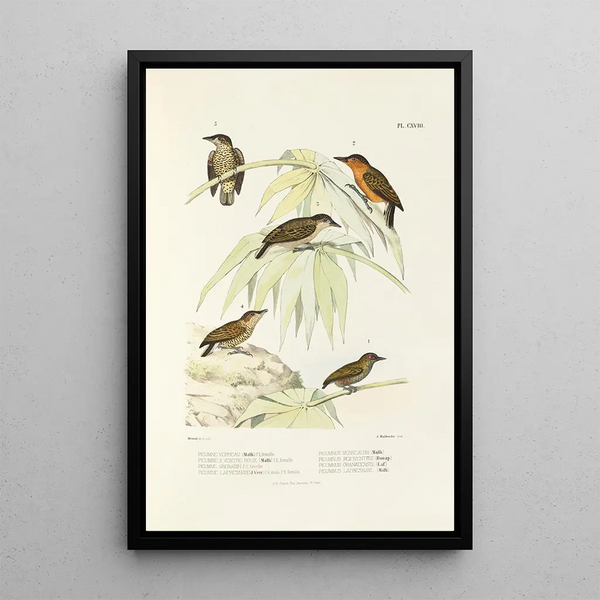 Reproduction of the painting Monographie des picides pl47 - Alfred Malherbe