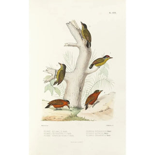 Monographie des picides pl48 - Alfred Malherbe — artwork view