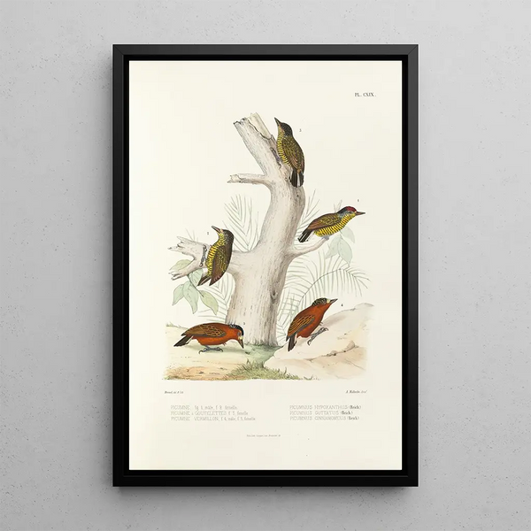Monographie des picides pl48 - Alfred Malherbe — framed artwork on a wall