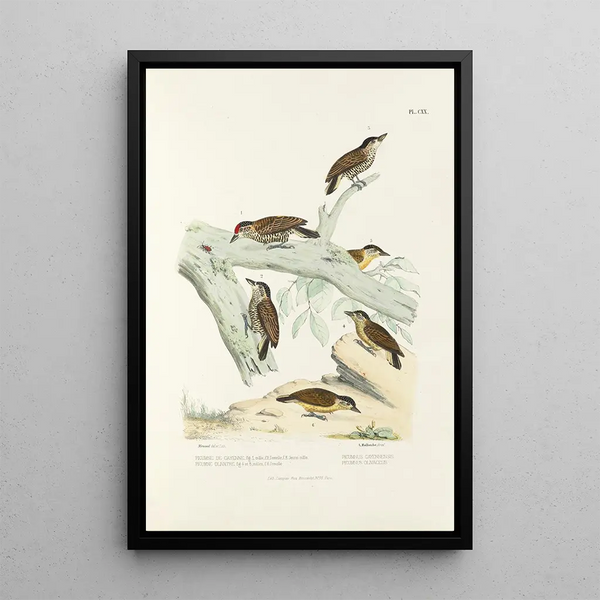 Reproduction of the painting Monographie des picides pl49 - Alfred Malherbe