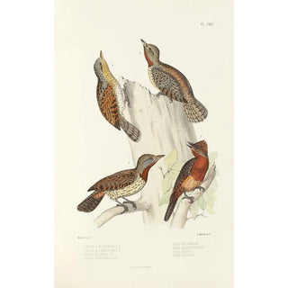 Monographie des picides pl50 - Alfred Malherbe — artwork view