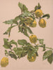 Watercolor painting of a lemon tree - Alice Bailly — artwork view