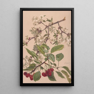 Alice Bailly - Aquarelle dune branche de cerisier.webp