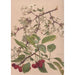 Reproduction of the painting of a cherry branch watercolor painting - Alice Bailly