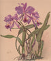 a watercolor painting of an orchid from the Cattleya genus - Alice Bailly — artwork view