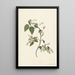 Reproduction of the painting Branch of Red Currant - Alida Withoos