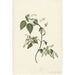 Reproduction of the painting Branch of Red Currant - Alida Withoos