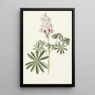 Lupin - Alida Withoos — framed artwork on a wall
