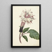 Reproduction of the painting Plant Datura Fastuosa Lin - Alida Withoos