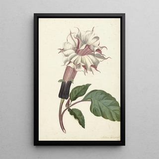 Reproduction of the painting Plant Datura Fastuosa Lin - Alida Withoos