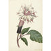 Reproduction of the painting Plant Datura Fastuosa Lin - Alida Withoos