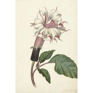 Reproduction of the painting Plant Datura Fastuosa Lin - Alida Withoos