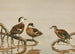 Sarcelle des Andaman, Sarcelle hottentote - Allan Brooks — artwork view