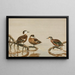 Sarcelle des Andaman, Sarcelle hottentote - Allan Brooks — framed artwork on a wall