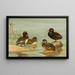 Australian duck with glasses, Nette demi-deuil - Allan Brooks — framed artwork on a wall