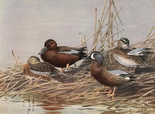 Canard siffleur à ailes bleues - Allan Brooks — artwork view