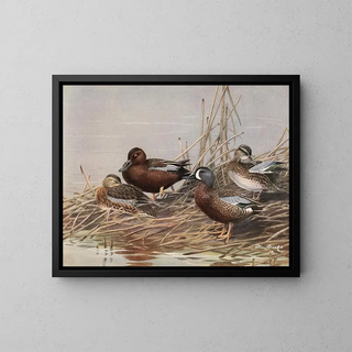 Canard siffleur à ailes bleues - Allan Brooks — framed artwork on a wall