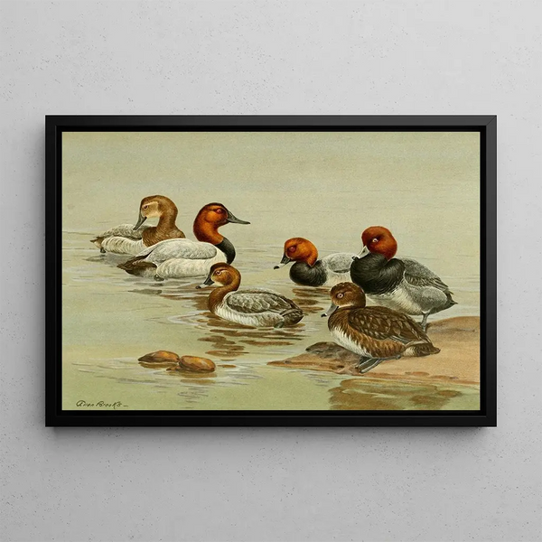 Fuligule Milouin - Allan Brooks — framed artwork on a wall