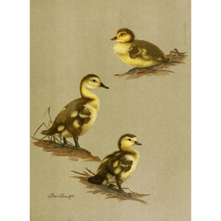Young Red-headed Ducklings - Allan Brooks — artwork view
